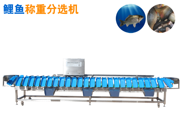 重量分選機(jī) 鯉魚稱重分選機(jī)